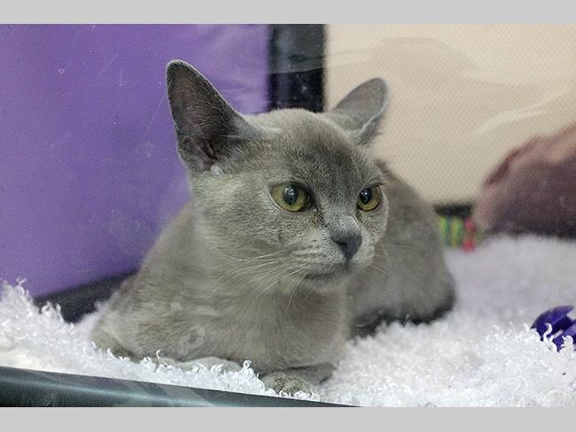 Добавить в. выставка кошек. Теги. Мегацентр. Твитнуть.