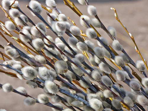 Украсить вербу. Прутик вербы. С вербным воскресеньем. Сидней верба. Ольга денисенко «вербное воскресенье».