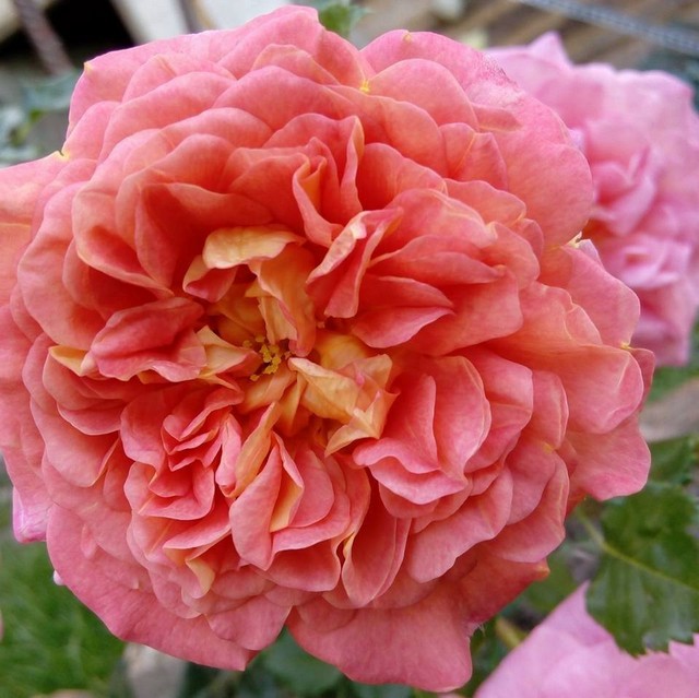 английская роза Кристофер Марлоу (Christopher Marlowe).