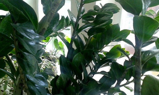 Замиокулькас