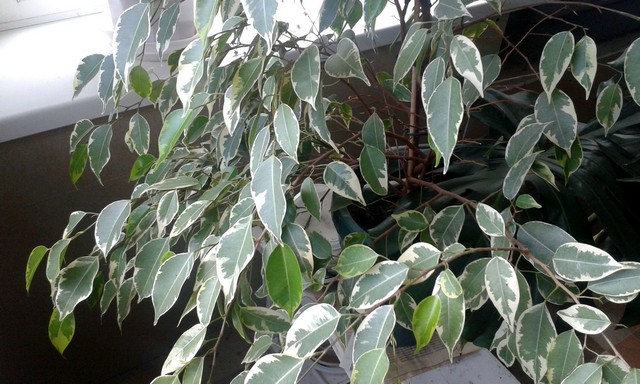 Фикус Бенджамина