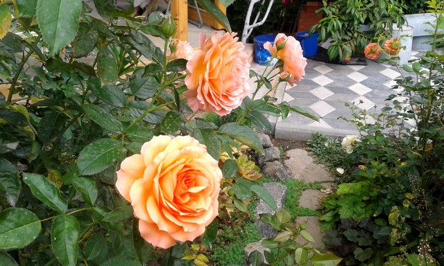 Роза Belvedere рыжая