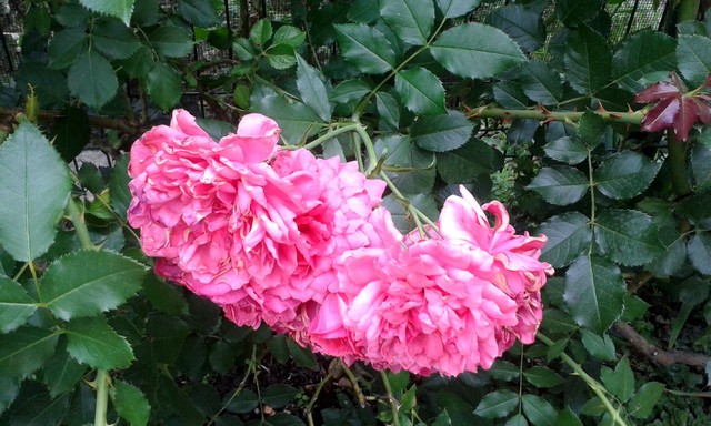 Плетистая роза Rosarium Uetersen