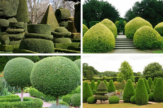 Пример топиарных растений