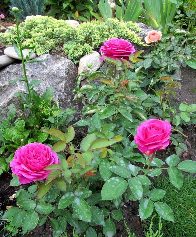 Роза Хайди Клум