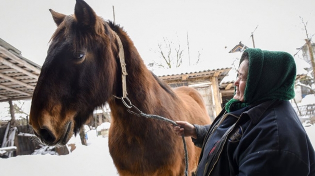 Поведінка коня, що говорить про кохання